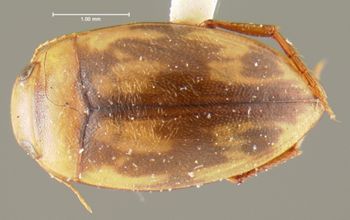 Media type: image;   Entomology 23952 Aspect: habitus dorsal view